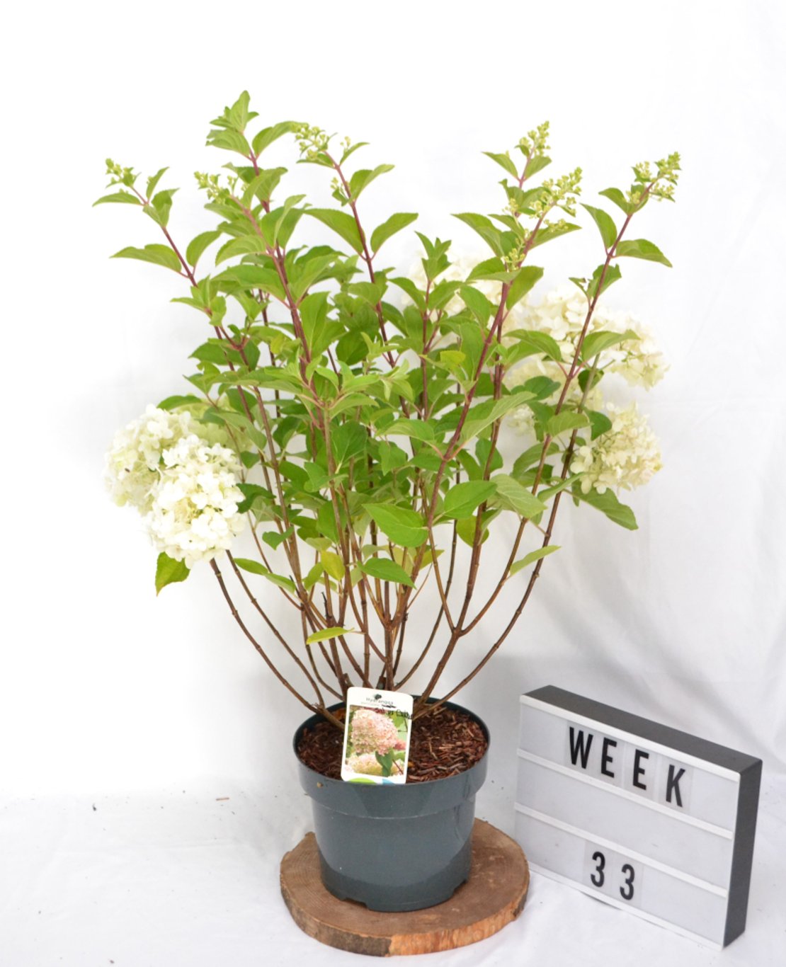 Hydrangea pan. 'Silver Dollar' - C5 40-50 CM